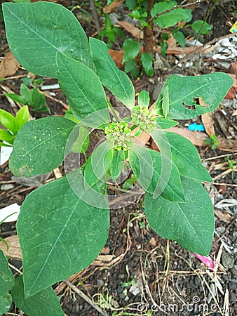 Euphorbia heterophylla is a plant that belongs to the family Euphorbiaceae Stock Photo