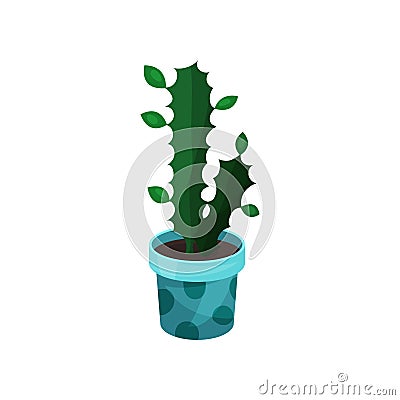 Euphorbia houseplant, potted plant vector illustration Vector Illustration