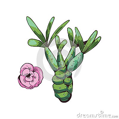 Euphorbia isolated vector illustration. Spurge family Euphorbiaceae and pink flower. Euphorbia milii, Euphorbia false-flower herb Vector Illustration