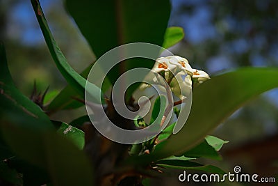 Euphorbia lophogona. Tropical plant with white flowers between leaves Stock Photo