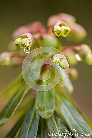 Euphorbia macro Stock Photo