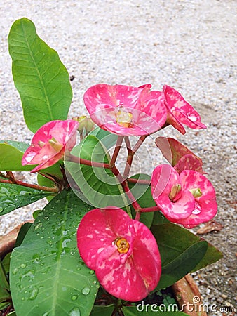 Euphorbia milii Stock Photo