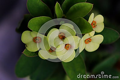 Euphorbia milii flowers are white with greenish yellow gradations Stock Photo