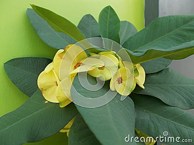 Euphorbia milii yellow green flowers closeups on closeups Stock Photo