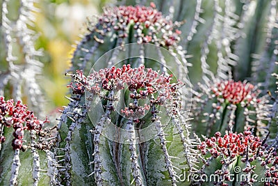 Euphorbia officinarum Close-up Stock Photo