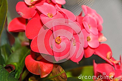 Euphorbia pink red flowers, crown of thorns, Christ plant Coronita lui Iisus Stock Photo
