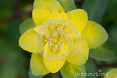 Euphorbia polychroma, cusion spyrge yellow flower closeup selective focus Stock Photo