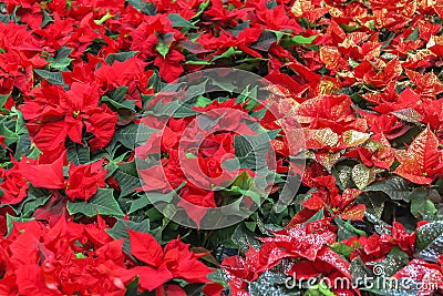 Euphorbia Pulcherrima red Stock Photo