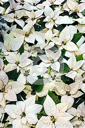 Euphorbia Pulcherrima white Stock Photo