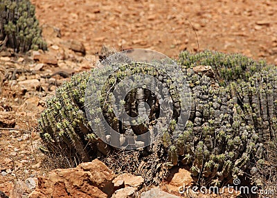 Euphorbia resinifera Stock Photo