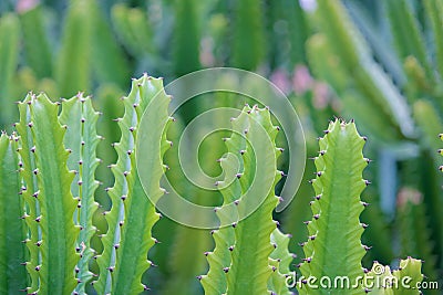 Euphorbia royleana Stock Photo
