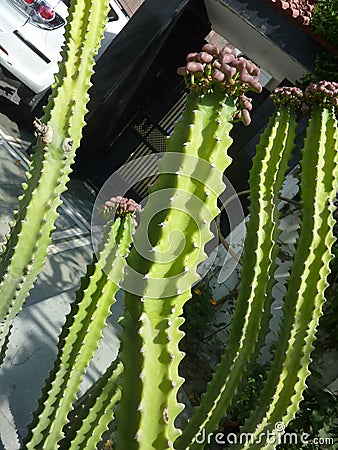 Euphorbia royleana, Danda Thor Stock Photo