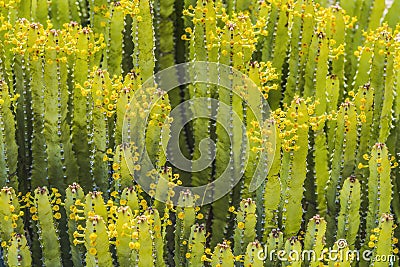 Euphorbia Spurge Cactus Yellow Flowers Garden Tucson Arizona Stock Photo