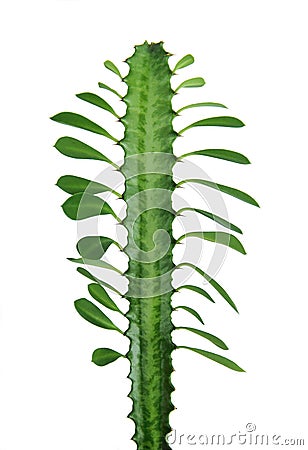 Euphorbia trigona isolated on white background Stock Photo