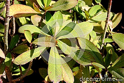 Euphorbia umbellata, African Milkbush Stock Photo