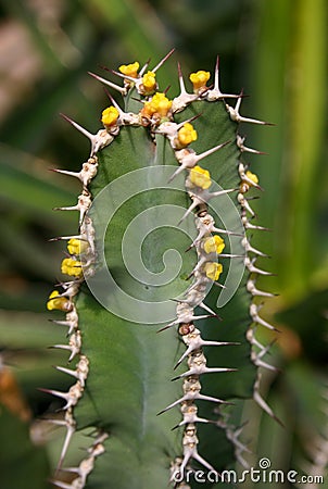 (Euphorbia virosa, .Euphorbiaceae) plant with succulent stem and white poisonous juice Stock Photo