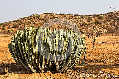 Euphorbia virosa in the Epupa falls region of Namibia S Stock Photo