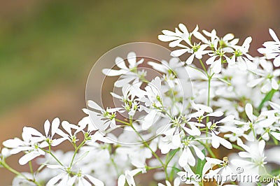 EUPHORBIACEAE , Euphorbia leucocephalaLotsy or White Christmas Stock Photo