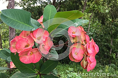 Euphorbiaceae flowers in forest Stock Photo