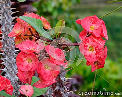 Euphorbiaceae flowers on the hill Stock Photo