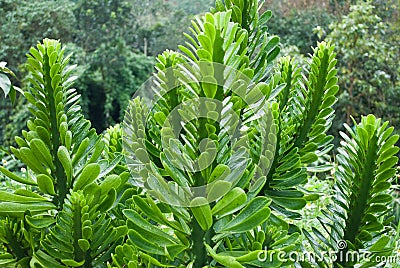 Euphorbiaceae Stock Photo