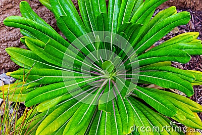 Euphorbiaceae plant with intresting leaves Stock Photo