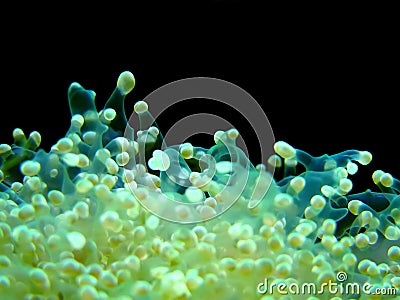 Euphyllia coral Stock Photo