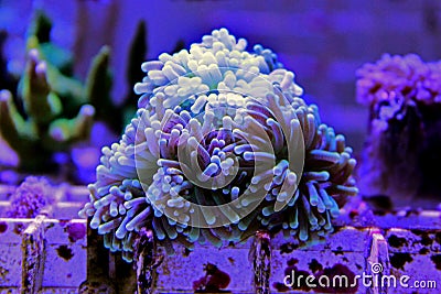 Euphyllia species Large Polyp Stony coral in saltwater reef aquarium Stock Photo