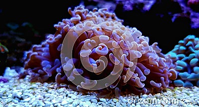 Euphyllia sp. is a genus of large-polyped stony coral Stock Photo