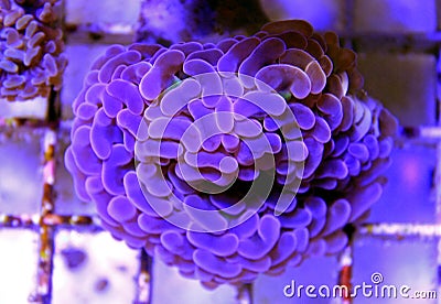 Euphyllia species Large Polyp Stony coral in saltwater reef aquarium Stock Photo