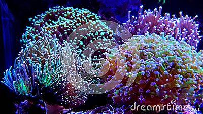 Euphyllia species lps corals in saltwater reef aquarium Stock Photo