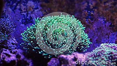 Euphyllia Torch Coral Stock Photo