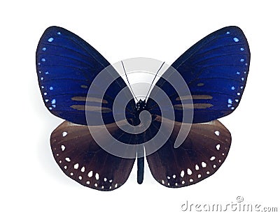 Euploea silvester harrisii (male) Stock Photo