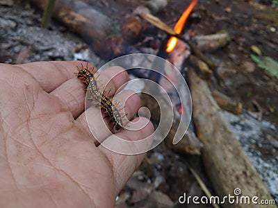 Euptoieta claudia Caterpillar Stock Photo