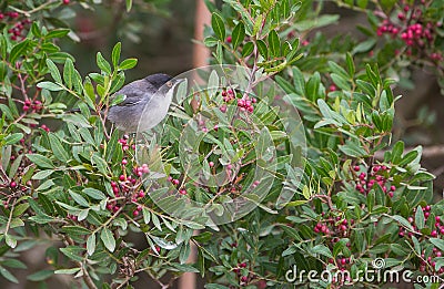 Eurasia Blackcap Stock Photo