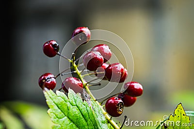 Eurasian baneberry Actaea spicata berries in the forest Stock Photo