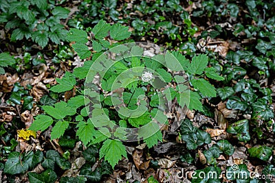 Eurasian baneberry (Actaea spicata) Stock Photo