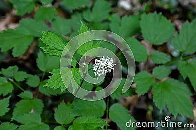 Eurasian baneberry (Actaea spicata) Stock Photo