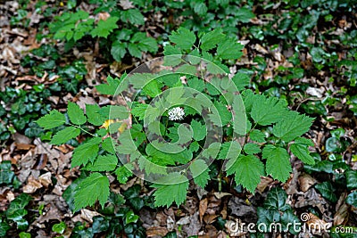 Eurasian baneberry (Actaea spicata) Stock Photo