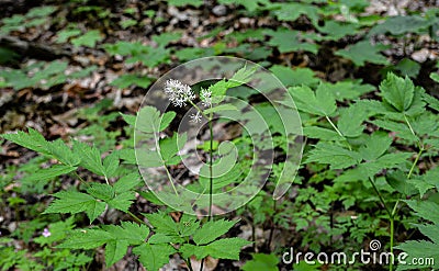 Eurasian baneberry (Actaea spicata Stock Photo