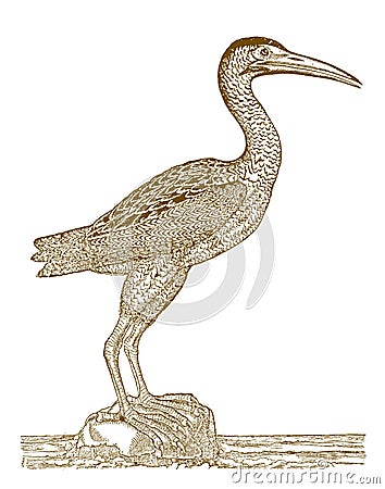 Eurasian bittern or great bittern botaurus stellaris standing on a little rock Vector Illustration