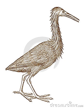 Eurasian bittern or great bittern botaurus stellaris in profil Vector Illustration