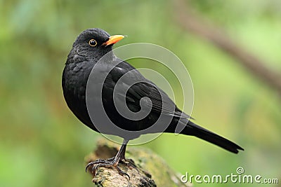 Eurasian blackbird Stock Photo