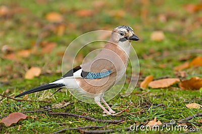 Eurasian blue-jay Stock Photo