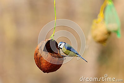 Eurasian blue tit on bird feeder Stock Photo