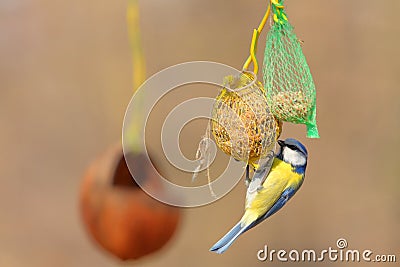 Eurasian blue tit on bird feeder Stock Photo