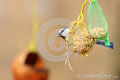 Eurasian blue tit on bird feeder Stock Photo