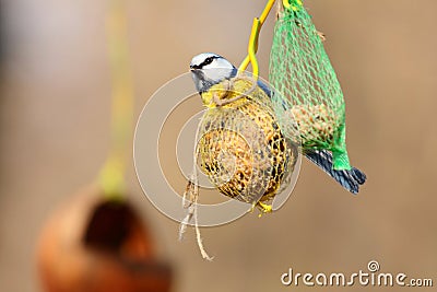 Eurasian blue tit on bird feeder Stock Photo