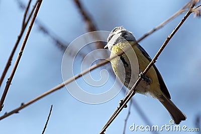 Eurasian blue tit on a branch, a small passerine bird Stock Photo