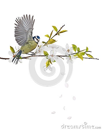 Eurasian blue tit on cherry tree blossoming branch Stock Photo